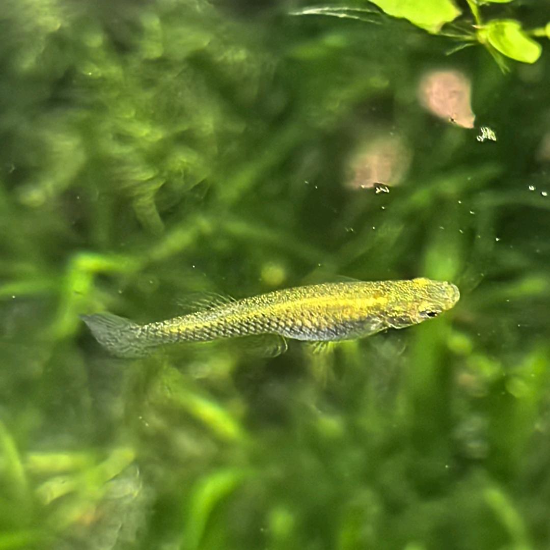 笑熬浆糊