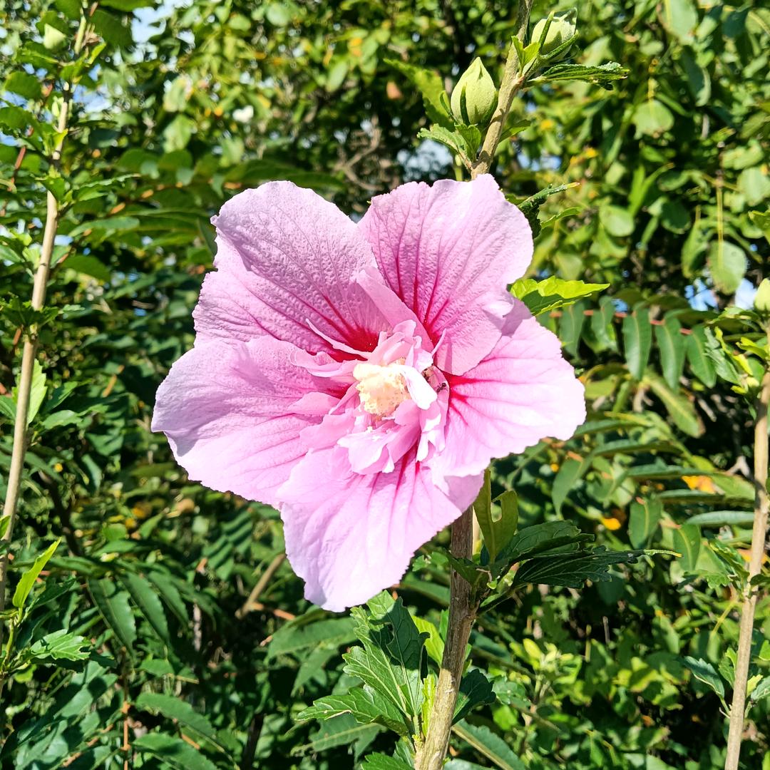 云中雾（清秀）