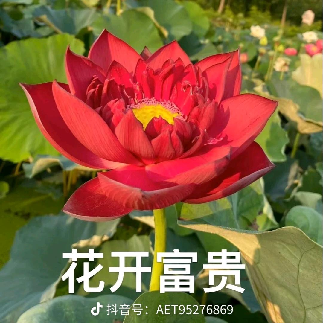 ლ(́◉露露◉‵ლ)