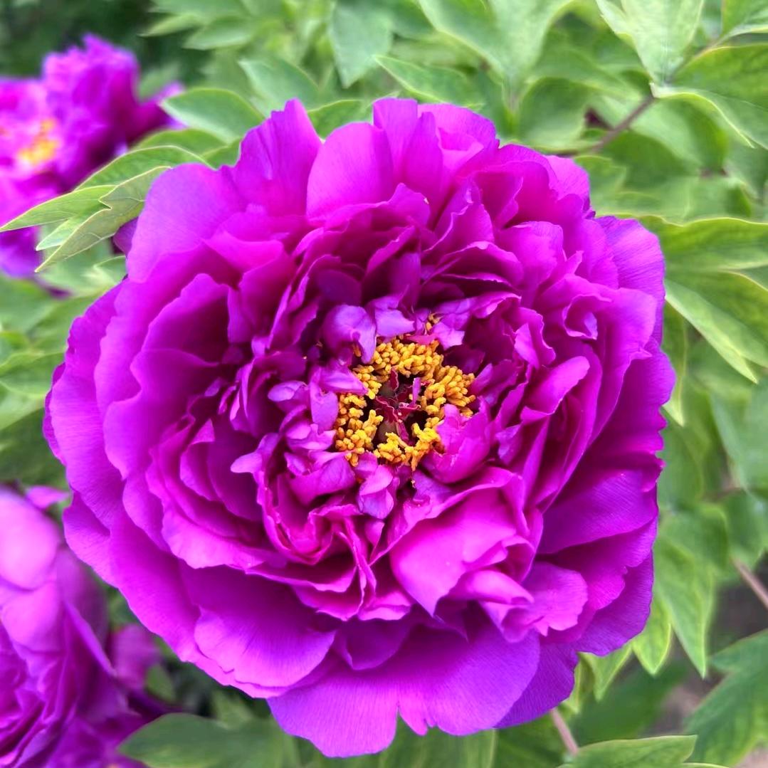 心想事成（好物分享）