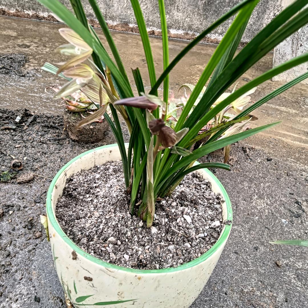 此生绝不在爱