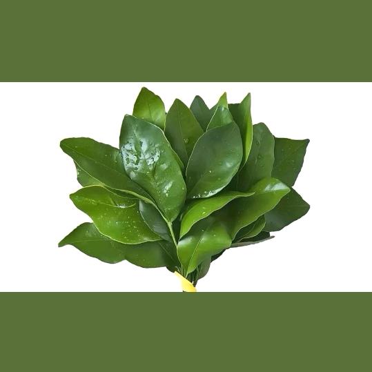枫