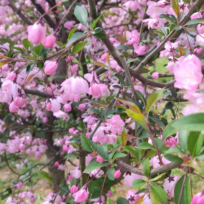 桅子花开