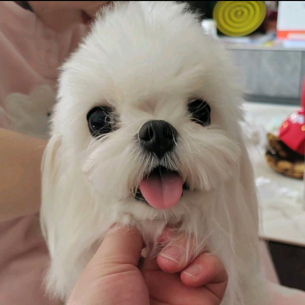 🫶一只叫冰70🍦的小马🐶
