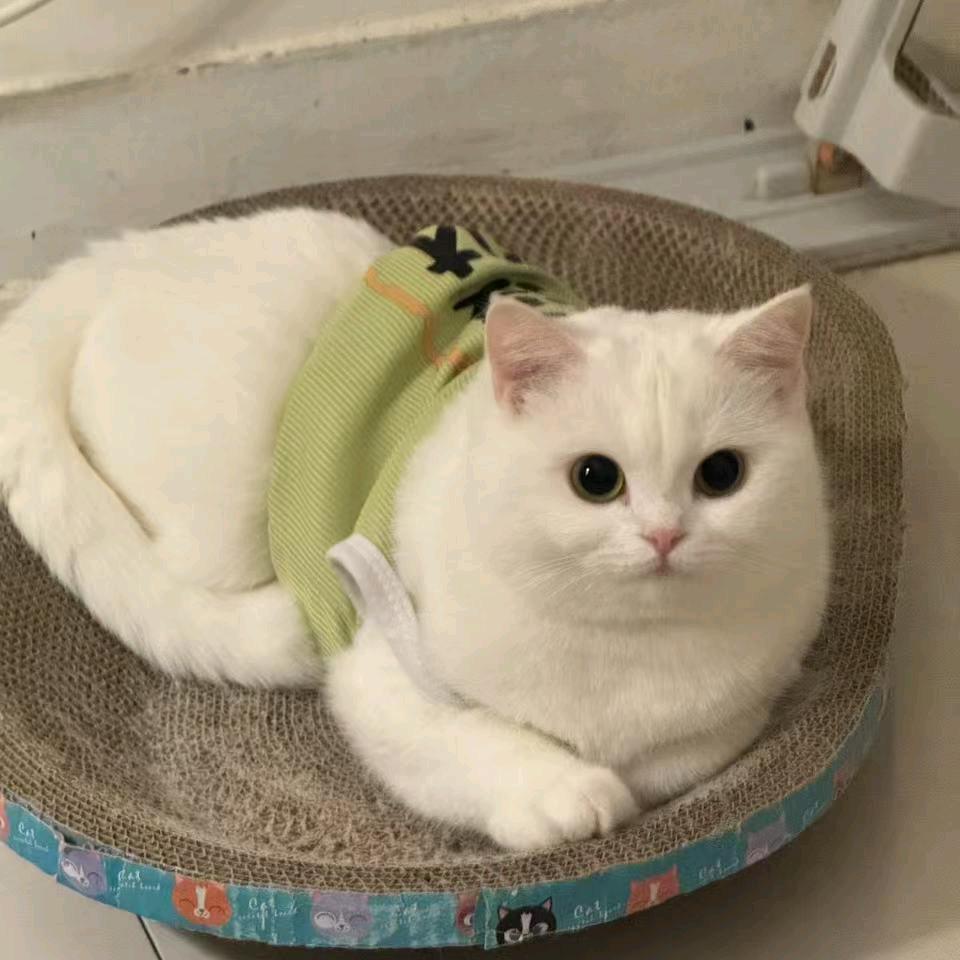 南风啊