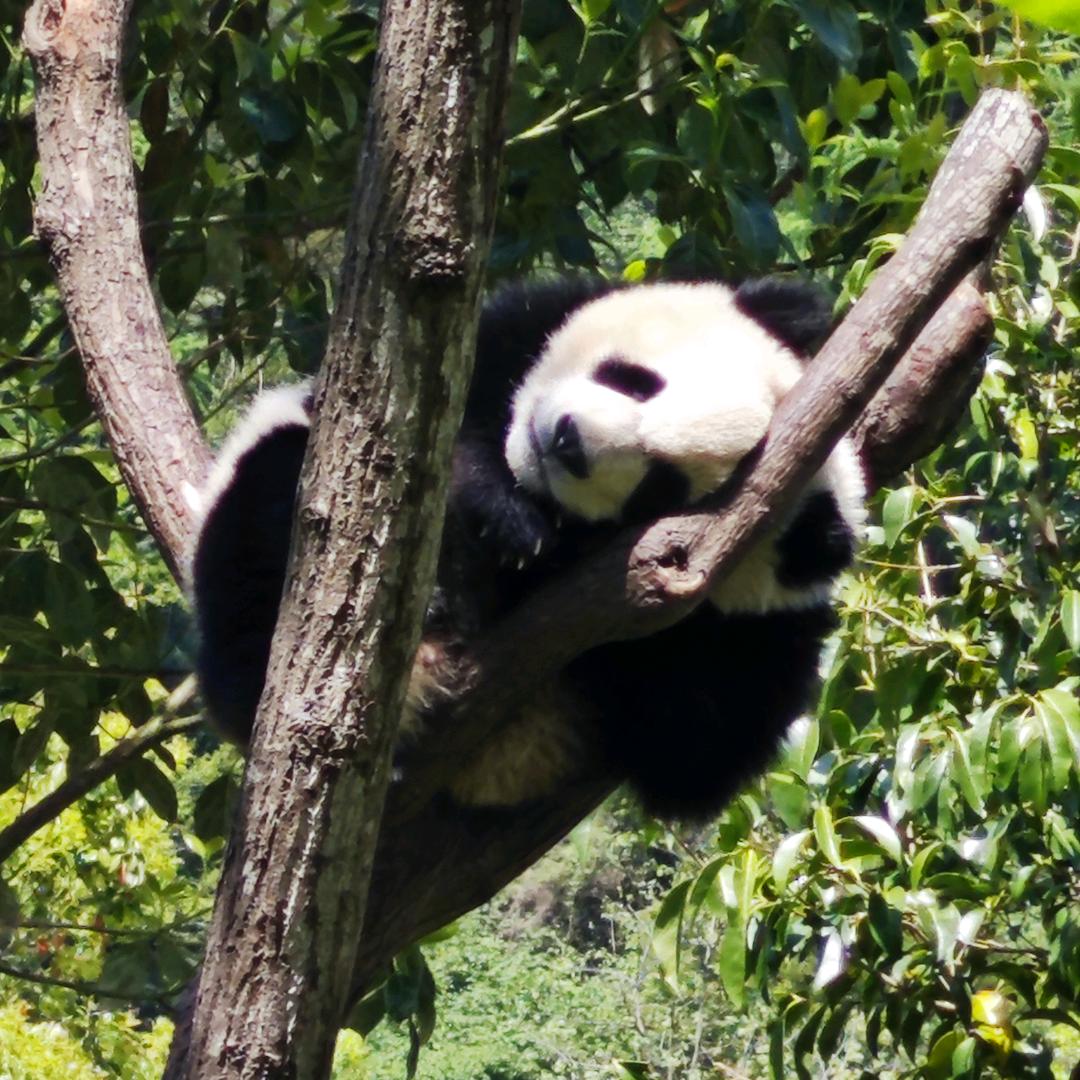 小焦同志