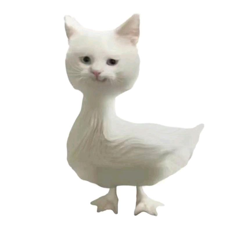 大毛