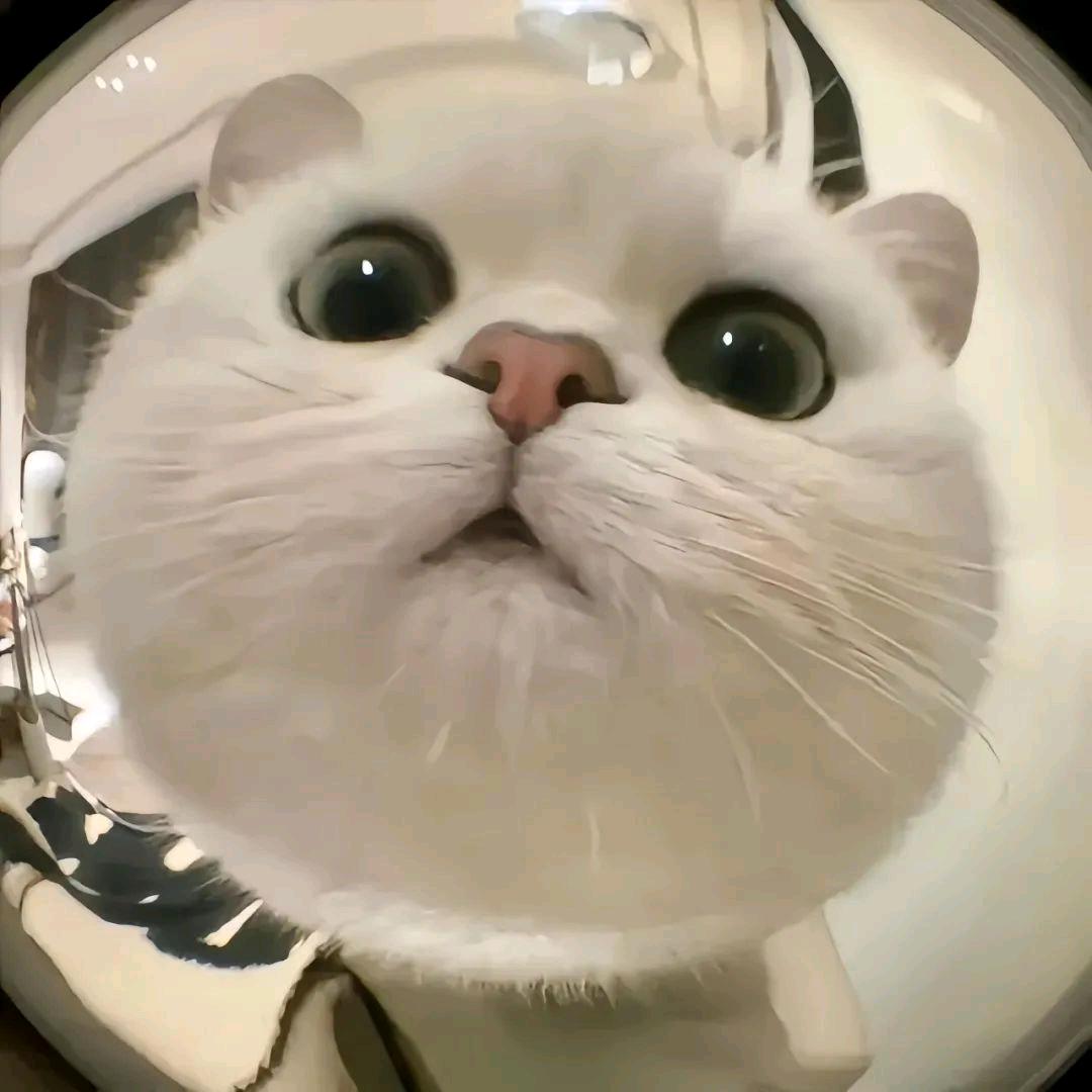 (●.●)