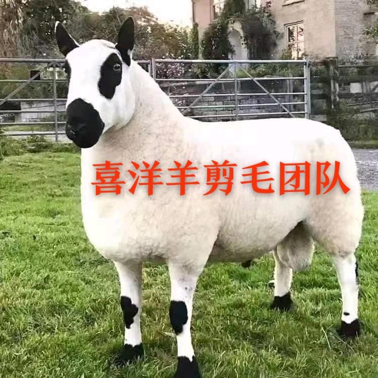 喜洋羊剪毛团队