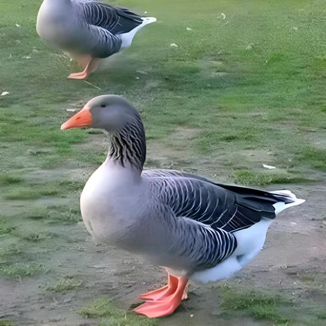 散养火鸡土鸡绿壳蛋