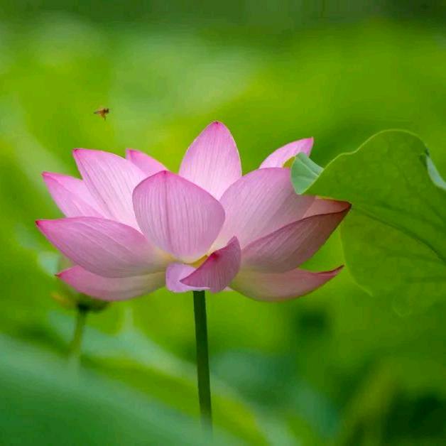 🍀丽🍀