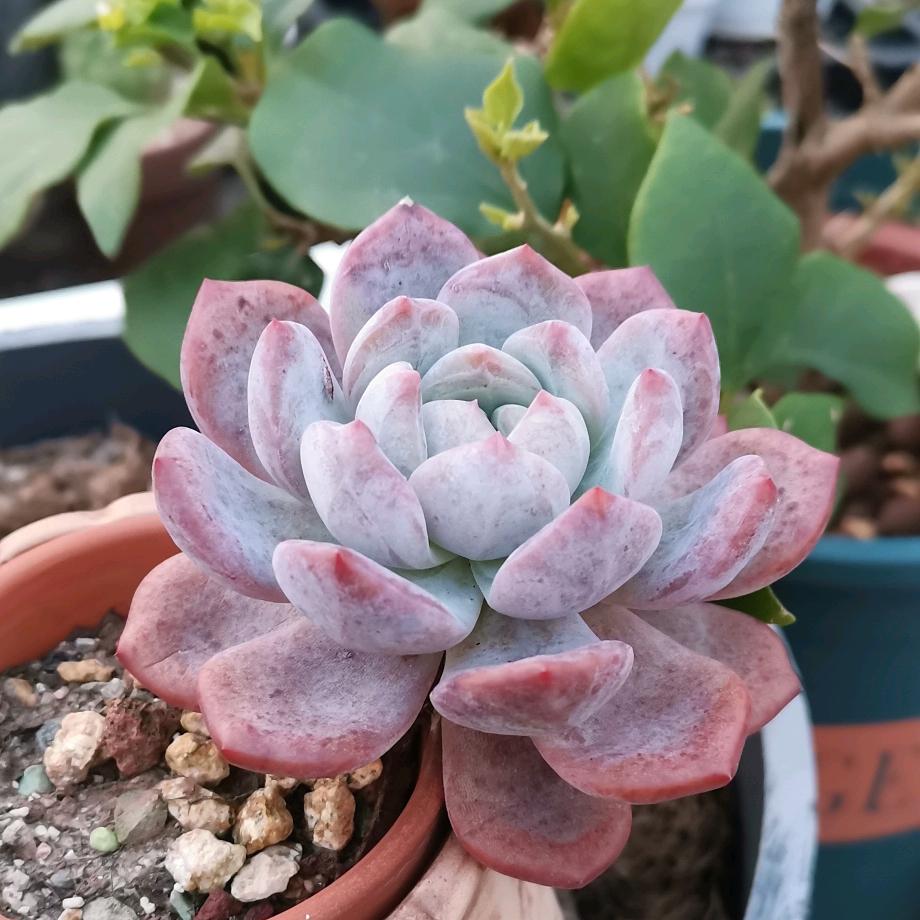 花盆满肉
