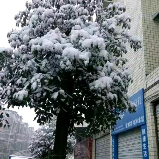 甜不膩
