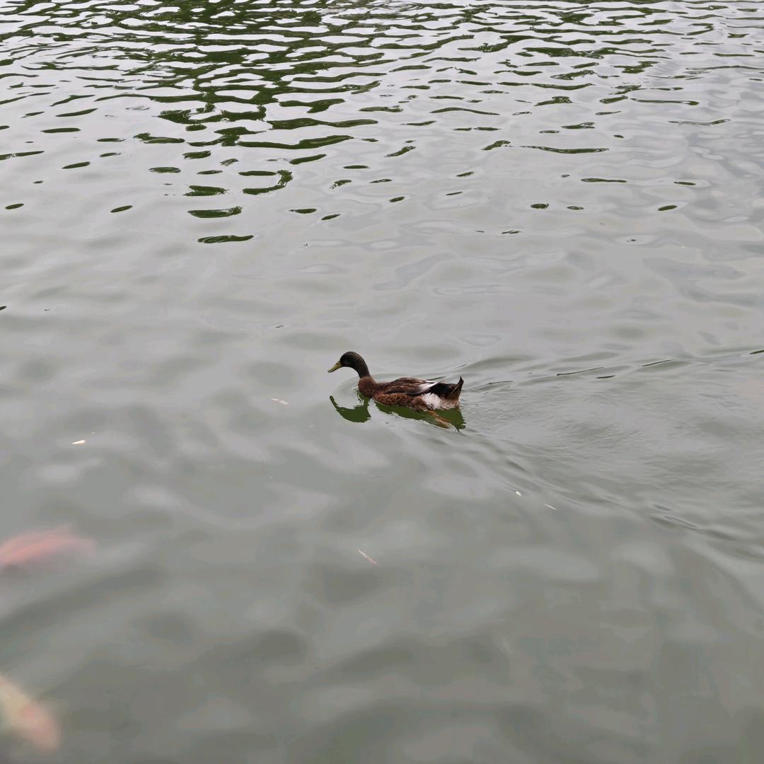 花🌸开富贵🌸