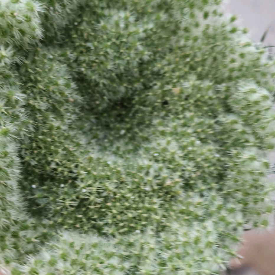 青春灿烂