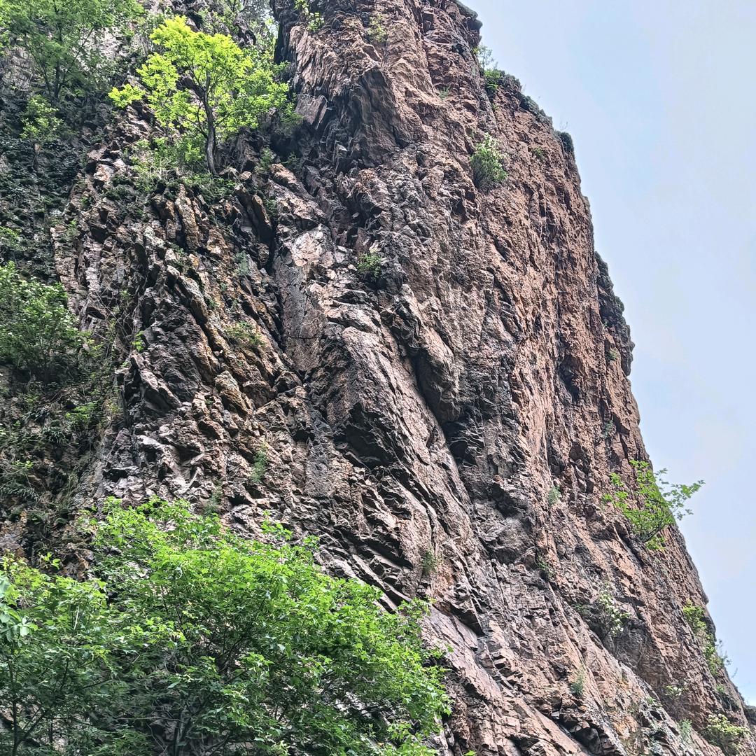 狼道阿福