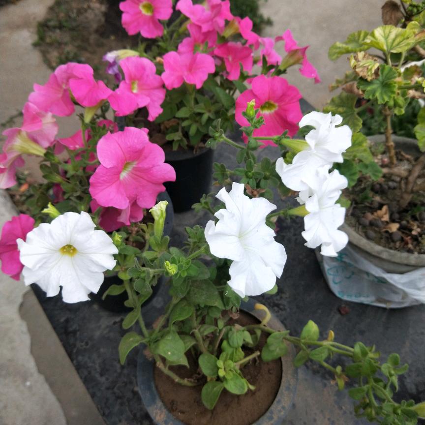 开心快乐小老头wasm