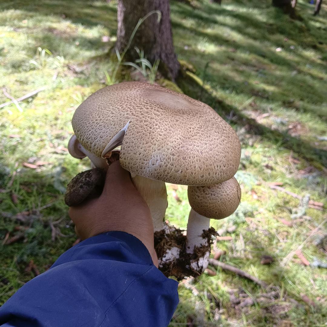 美好一生
