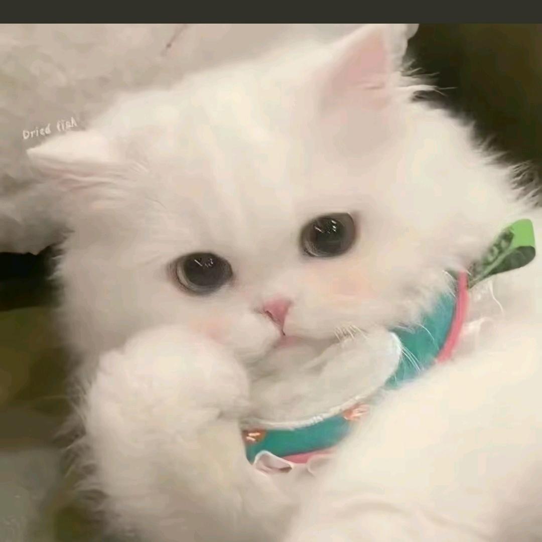 𝟭𝟬𝟬%更新日记💭