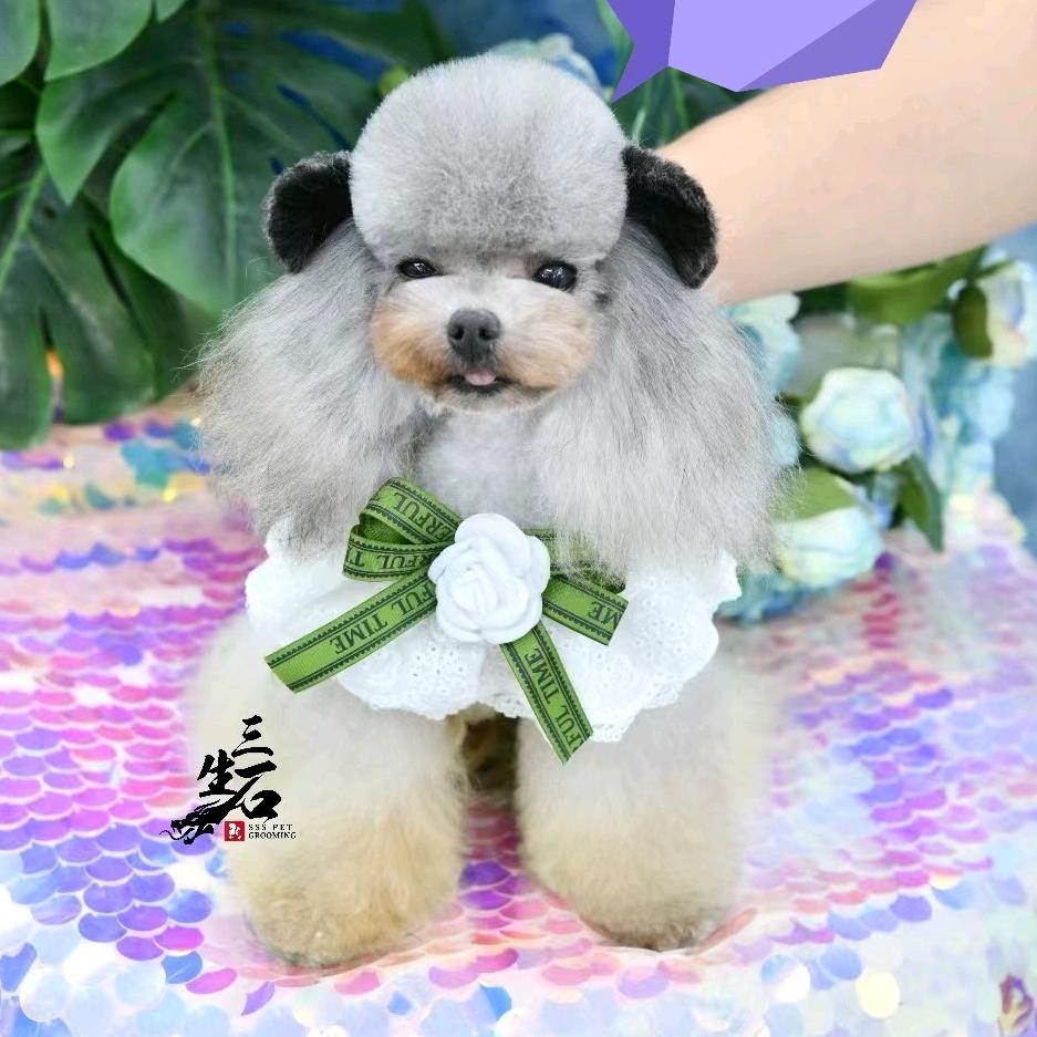 老张家de精品泰迪