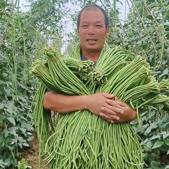 大棚凯蛋