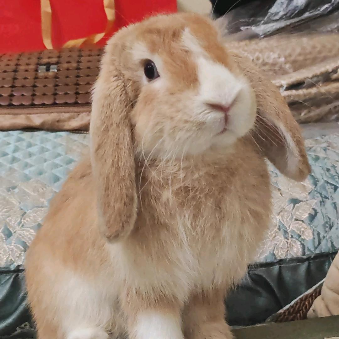 茄子🍆和红薯🍠