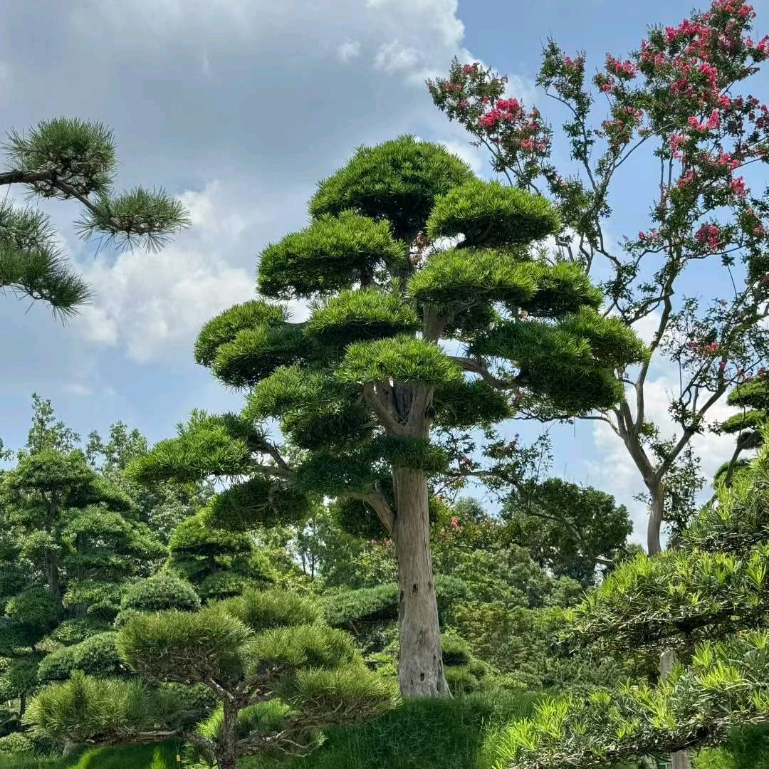 大师兄与松🏡