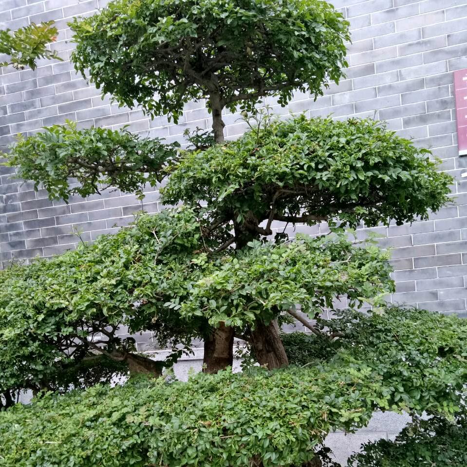 浩运天城