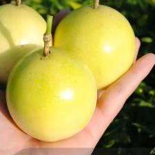 春分韶光果树苗木专营店