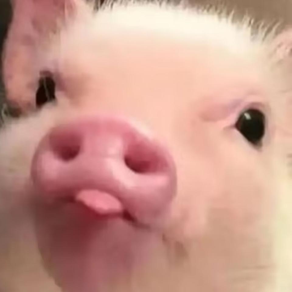 叫窝鲨鱼辣椒🦈