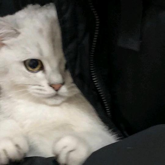 意难平