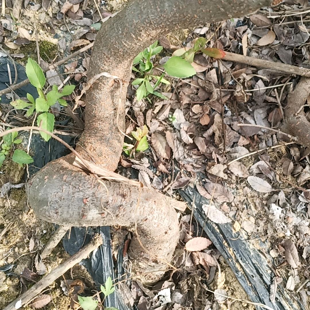 一手货源 盘景地苗5478516772