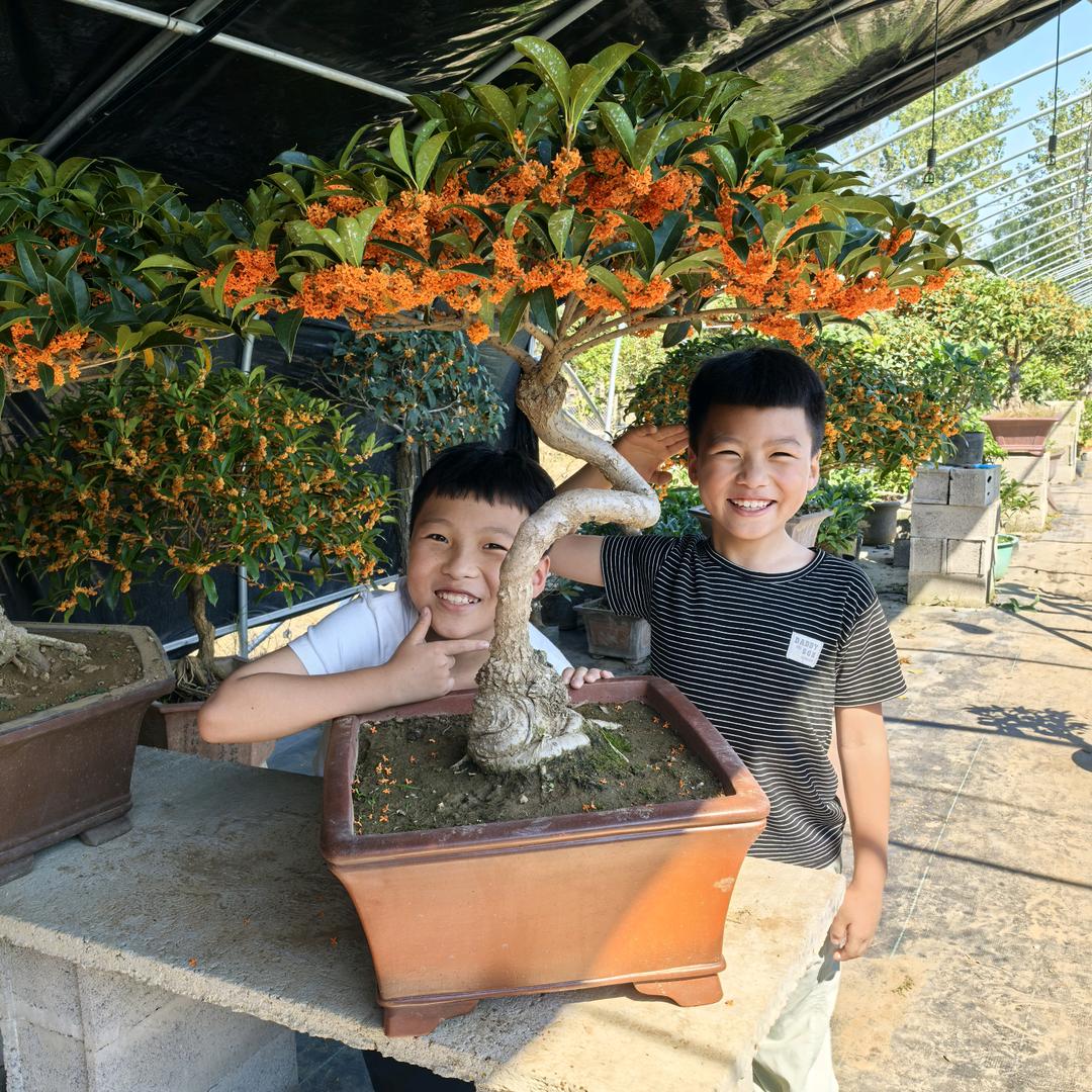 桂花阁