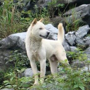 专属纯种土猎狗