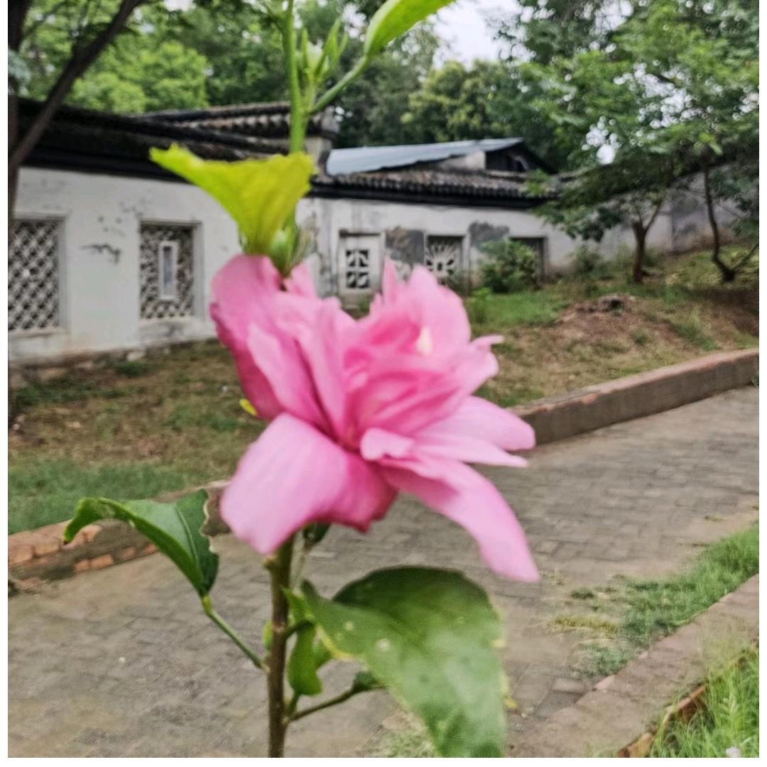 城南花正开（招人）