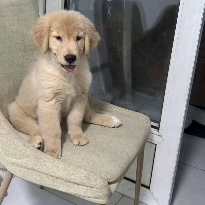 金毛犬，阿拉斯加，拉布拉多，