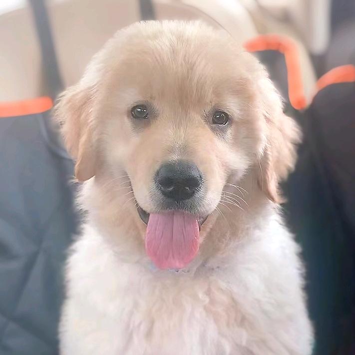 崔够够的幸福狗生