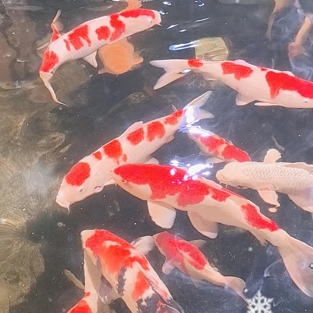 锦鲤好运来