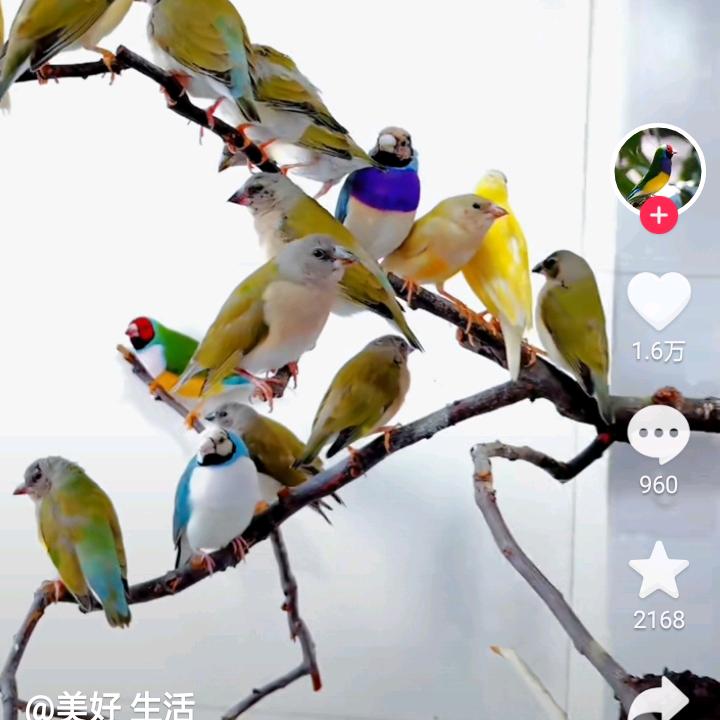 老黄打胶