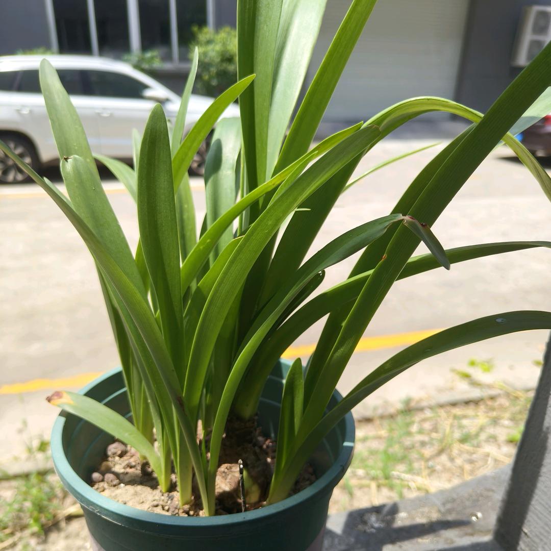 模切金鹰（陆）双面胶，麦拉件