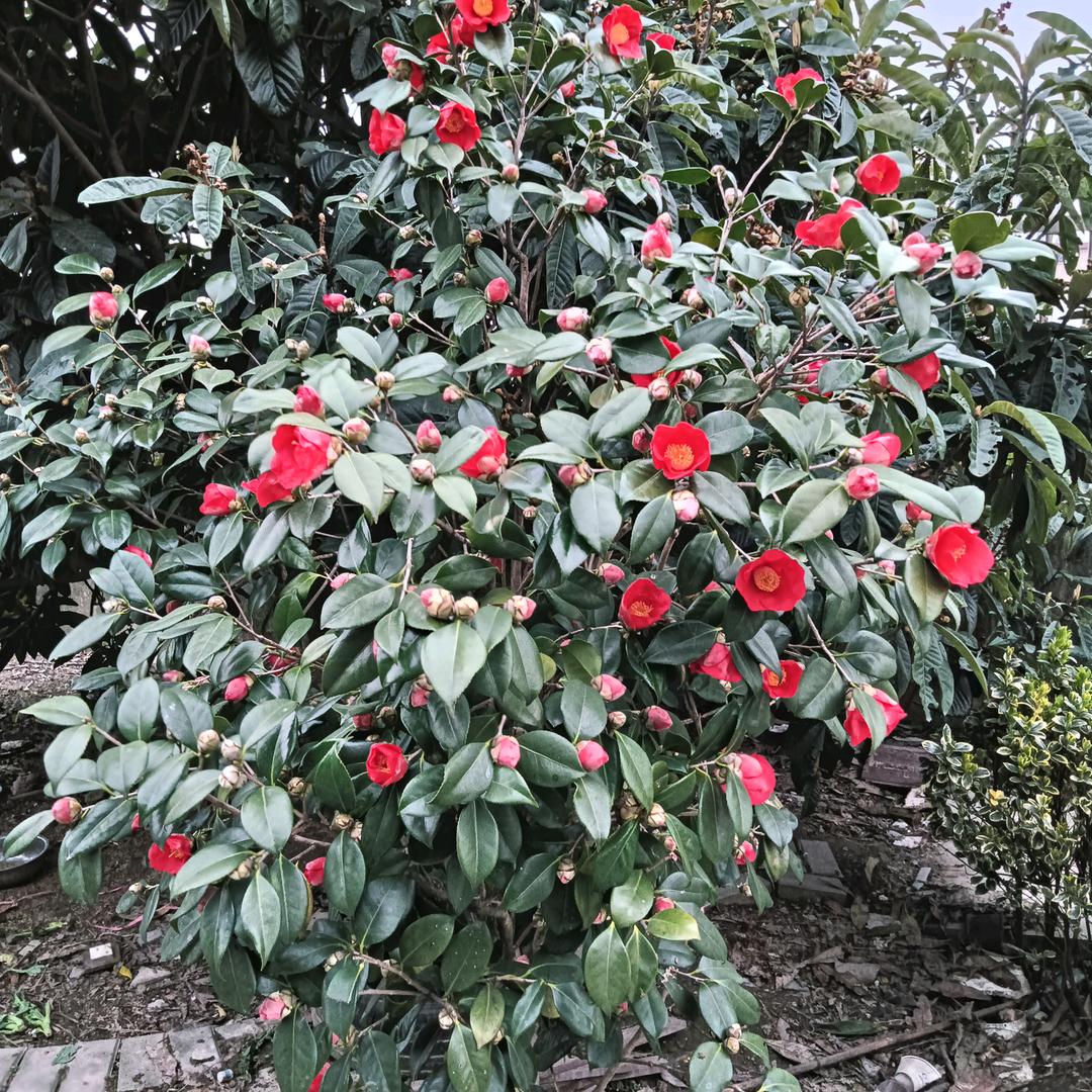 小蓝花