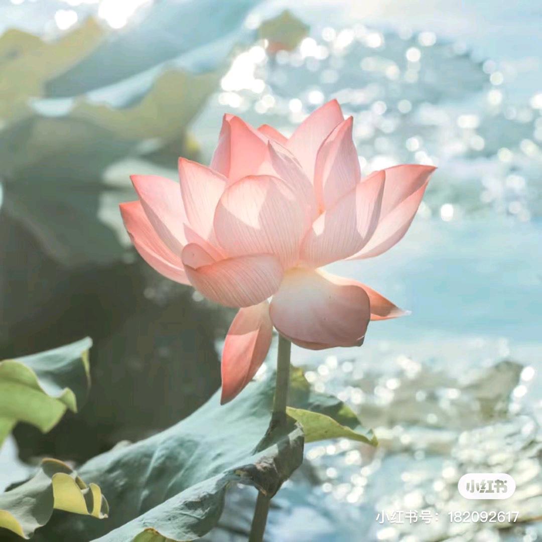 西安经济技术开发区金链智通信息技术服务部