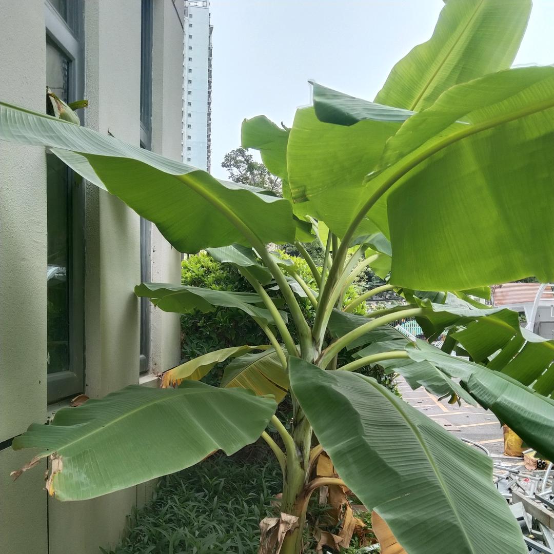 好吃
