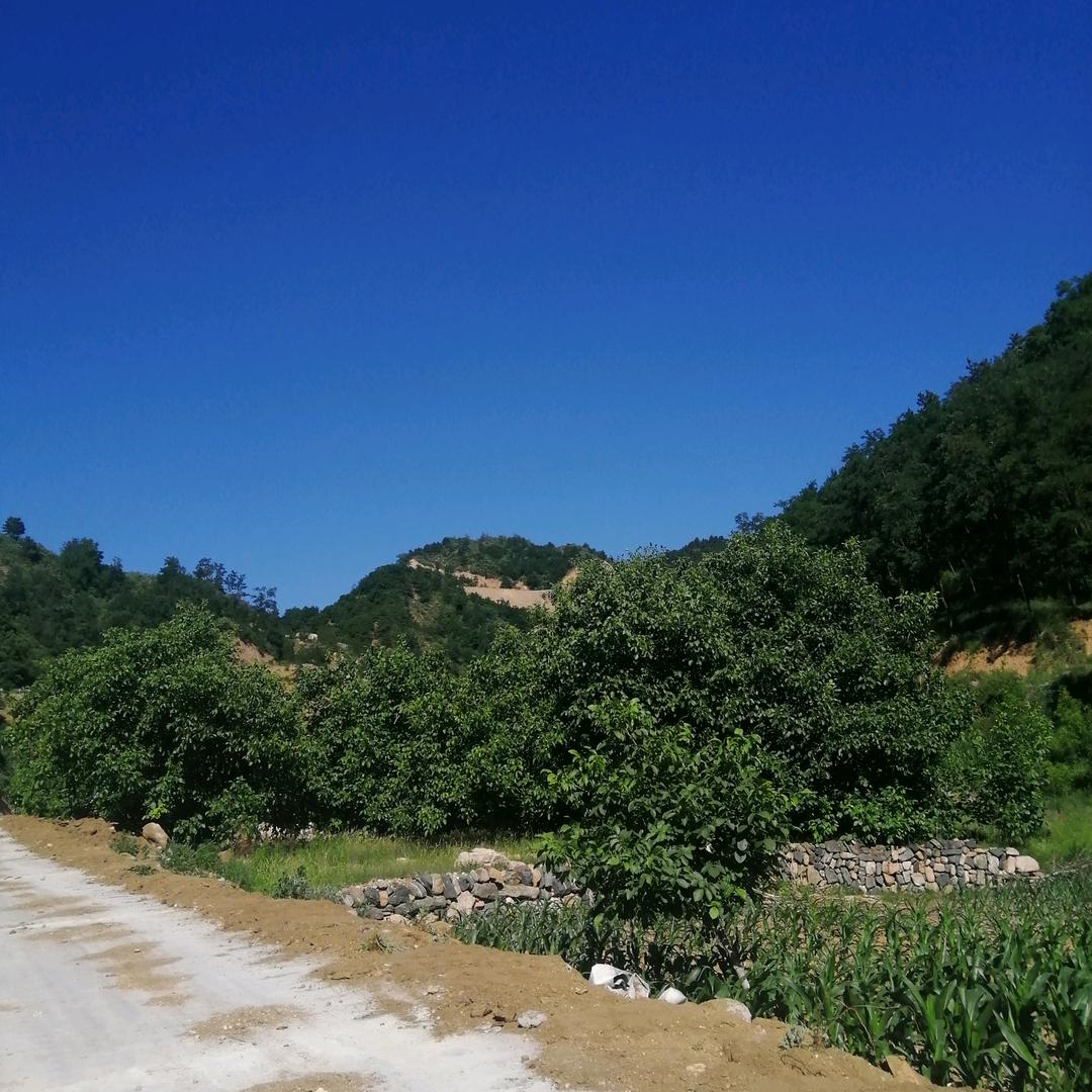 根深业茂