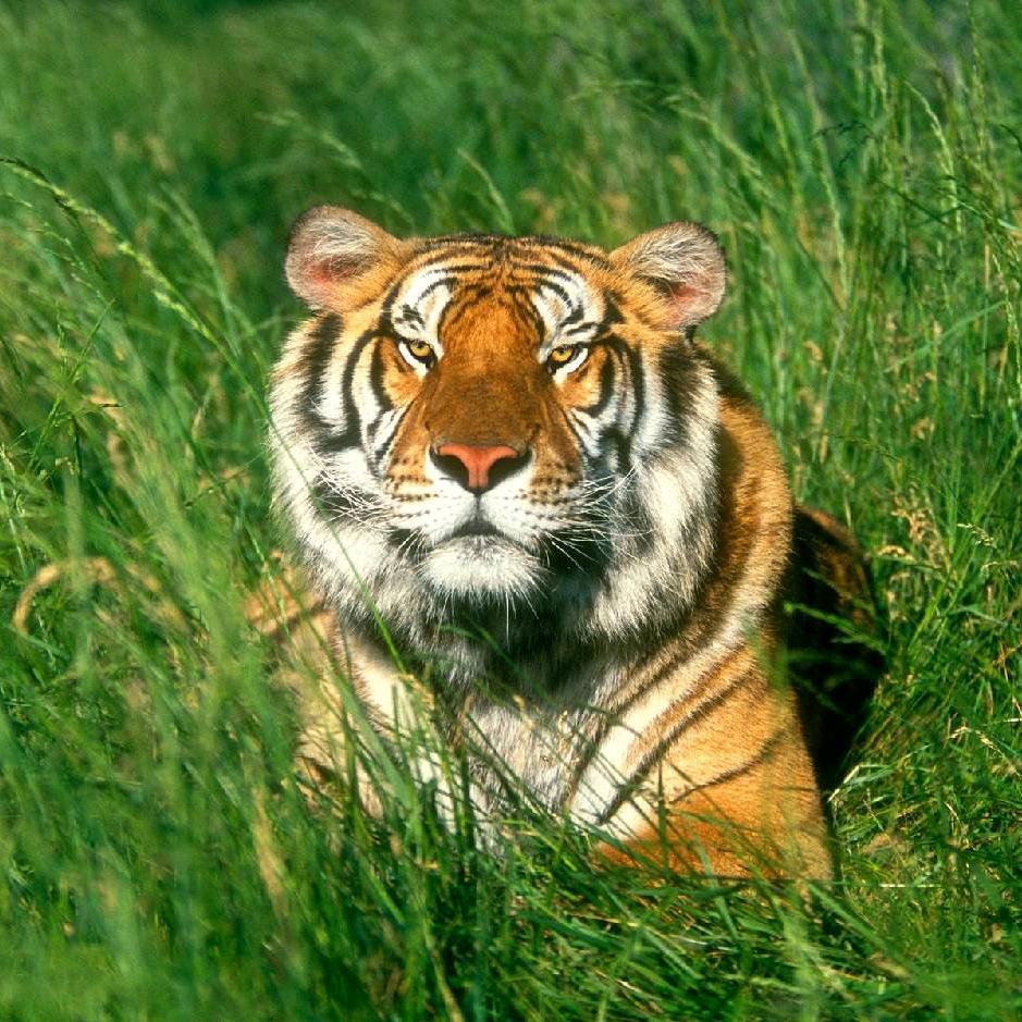 ༈᭄ۖ芯༽ཽۖএۖ༼໌誶ཀ℘