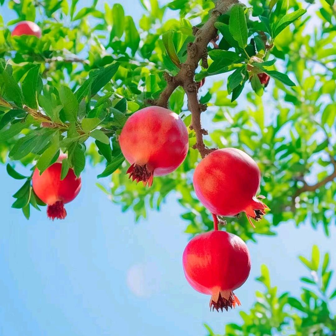 花农氏盛全果树苗木专卖店