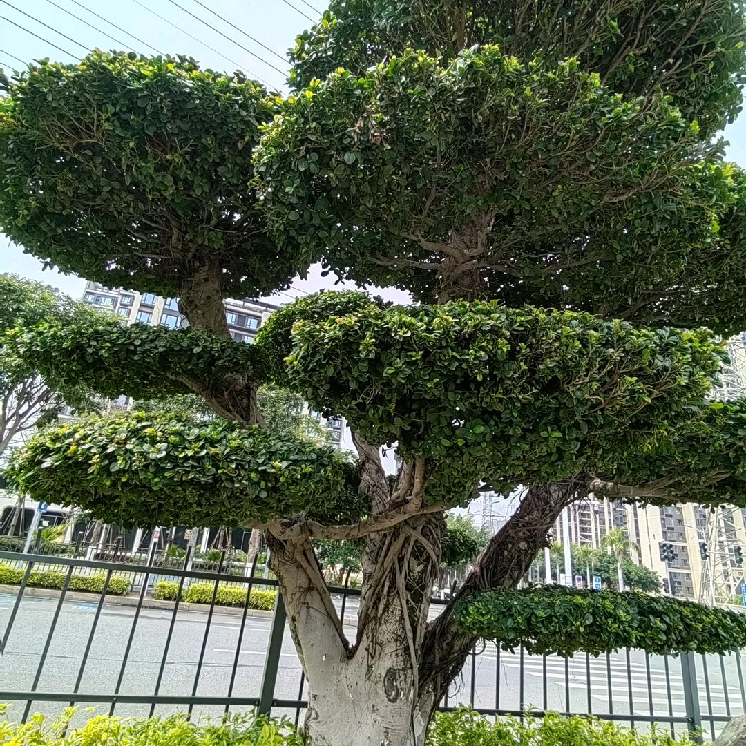 山洞部落