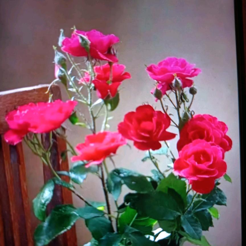 我是文琴贵州人