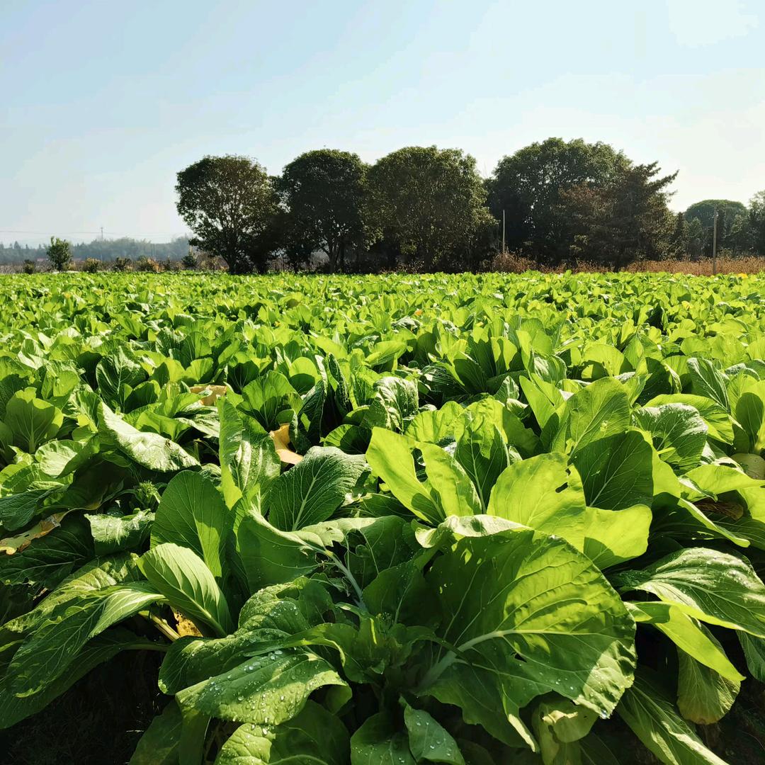 村里的95后小黎