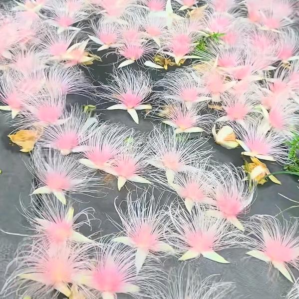 鱼的记忆